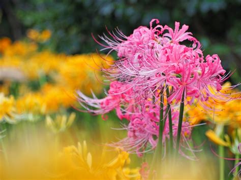 紅蓮華 彼岸花|ヒガンバナ